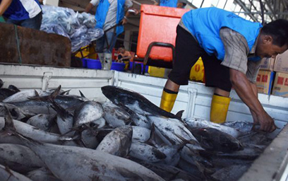 Pelelangan Ikan