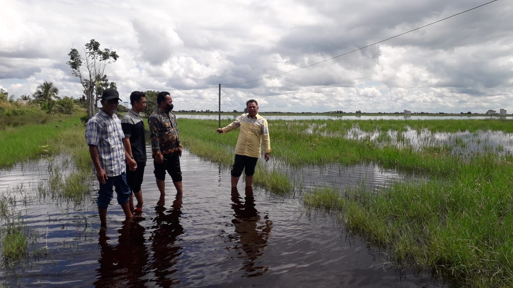 KEBANJIRAN: Wakil Ketua DPRD Kabupaten Kotim H.Rudianur turun langsung melihat kondisi sawah warga yang kebanjiran, Kamis (20/5/2021).FOTO DPRD