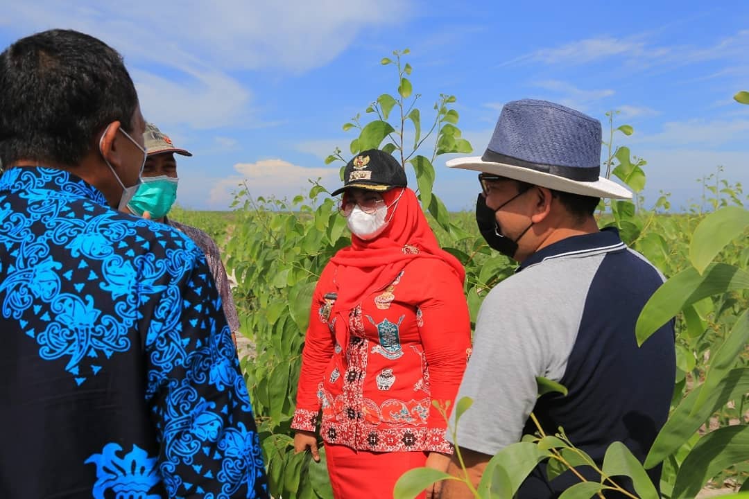 KUNJUNGAN: Wabup Kotim, Irawati melihat perkebunan akasia di wilayah Kecamatan Teluk Sampit, belum lama ini./HUMAS