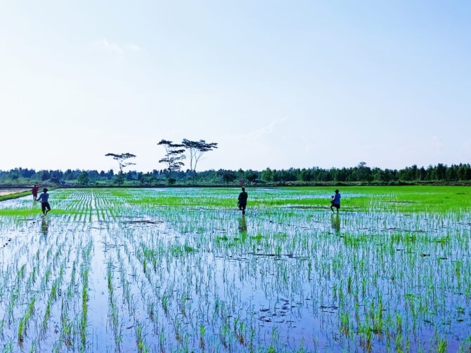 Pupuk Bersubsidi Langka