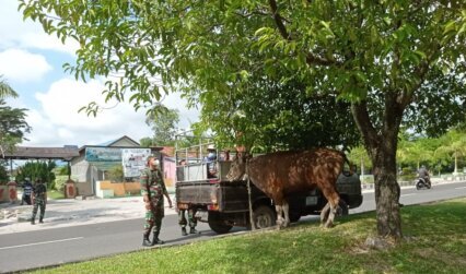 TERLEPAS : Anggota Kodim 1016 Palangka Raya bantu warga amankan sapi kurban yang terlepas di bilangan Jalan Yos Sudarso, Selasa (20/7/2021) KODIM 1016/PLK UNTUK KALTENG.CO