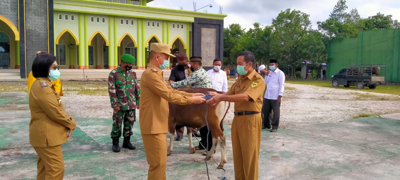 MENYERAHKAN : Bupati Gunung Mas Jaya S Monong menyalurkan bantuan sapi kurban ke Dewan Masjid Indonesia (DMI) Kabupaten Gunung Mas, Senin (19/7/2021). KODIM 1016/PLK UNTUK KALTENG.CO