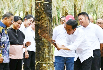 Kementan Targetkan Peremajaan Karet