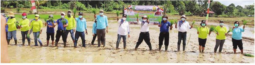 AKTIF : Bupati Barito Timur Ampera AY Mebas ketika menghadiri tanam bersama padi varietas siam busu di Tampa, Kecamatan Paku, pekan lalu
