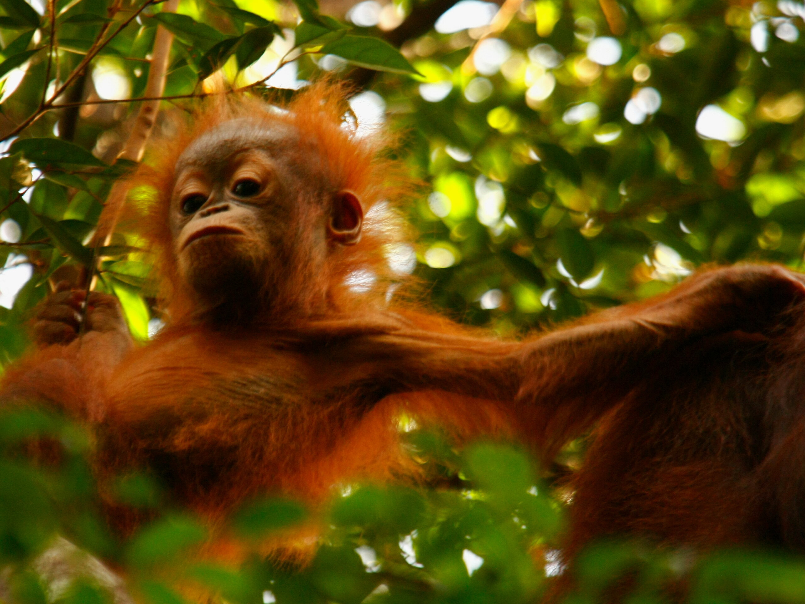 festival orangutan