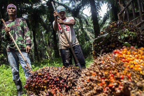 Perbaikan Tata Kelola Sawit Belum Selesai