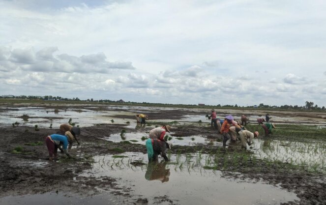 Saprodi Intensifikasi
