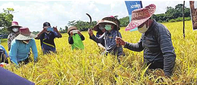 PANEN: Bupati Barito Timur Ampera AY Mebas bersama petani menuai padi masa tanam April - September 2021, Kamis (14/10).