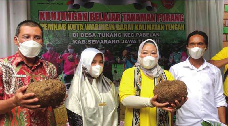 TANAMAN PORANG : Bupati Kotawaringin Barat Hj Nurhidayah menunjukkan hasil tanaman porang di Desa Tukang, Kabupaten Semarang, Kamis (11/11) lalu.