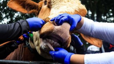 Suplai Sapi digantung Birokrasi