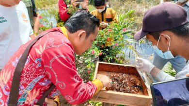 PANEN : Camat Pahandut Berlianto (kiri) saat panen madu kelulut di sekolah sahabat alam Jalan Bandar Utama, Kamis (16/6/2022). FOTO PATHUR