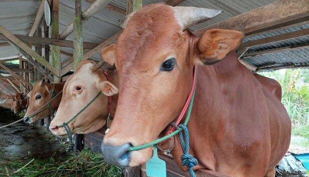 Perketat Pengawasan Ternak di Perbatasan Kalteng