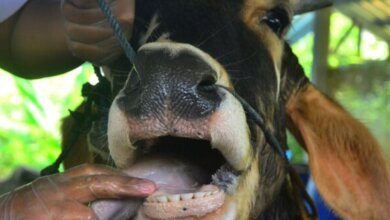 Sapi Bergejala PMK Masih Ditemukan