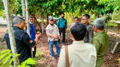 Pengembangan Budidaya Madu Kelulut