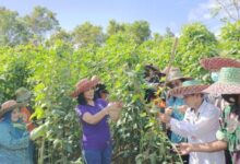 Ketua TP PKK Panen Sayur bersama DKP di Danau Usung
