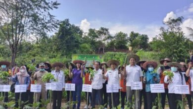 DKP Apresiasi Panen Sayur KWT Danau Usung
