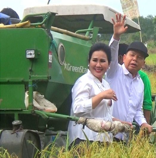 Bupati Kapuas Ir Ben Brahim S saat panen padi di lahan demplot
