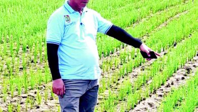 Penyuluh Intens Sambangi Sawah