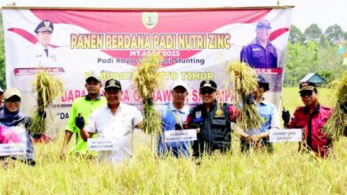 Panen Raya