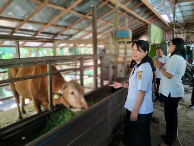 Ketersediaan Hewan Kurban di Gunung Mas Dinilai Cukup