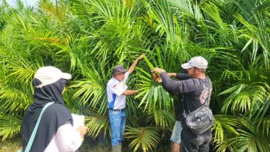 Sertifikasi Benih Kelapa Sawit di Kabupaten Lamandau dan Kotawaringin Barat