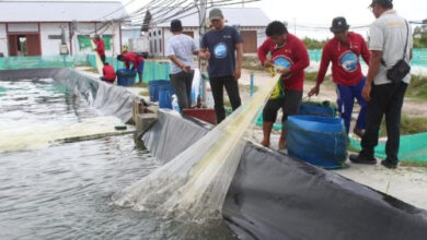 Tambak Udang Vaname Shrimp Estate Berkah Kembali Panen di Sukamara
