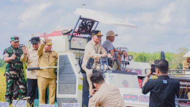 Gubernur Kalteng Hadiri Panen Raya di Kapuas, Komitmen Perkuat Ketahanan Pangan