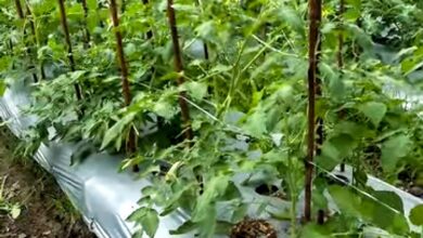 Tanaman Tomat di Kelurahan Panarung