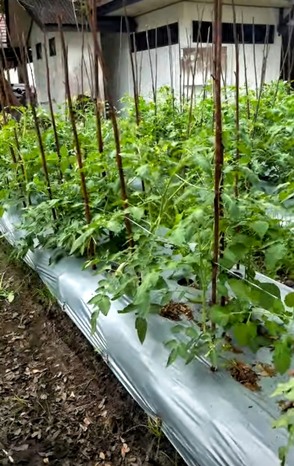 Tanaman Tomat di Kelurahan Panarung