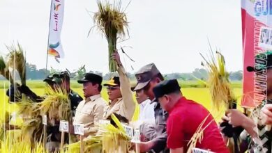 Gubernur Kalteng, H. Agustiar Sabran saat melaksanan panen raya padi.