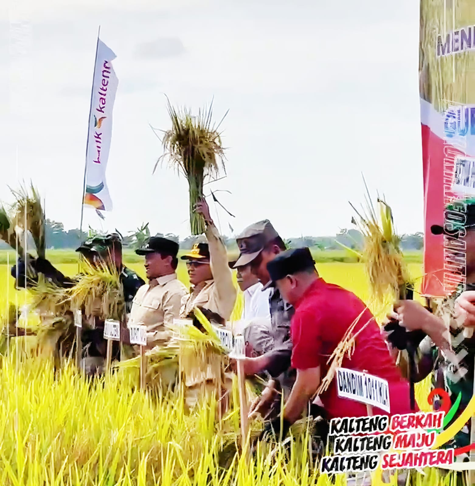 Gubernur Kalteng, H. Agustiar Sabran saat melaksanan panen raya padi.