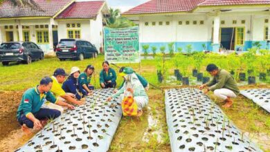 Pertama di Kalteng, Bawang Putih Sukses Dikembangkan di Lamandau