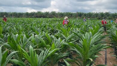 Tim Pengawas Benih Tanaman (PBT) UPT Balai Perlindungan Perkebunan dan Pengawasan Benih (BP3B) saat melaksanakan monitoring dan sertifikasi.