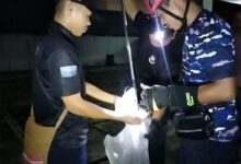 Damkar Palangka Raya melakukan evakuasi anak ular piton dari rumah warga di Palangka Raya