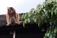 Anak beruk yang meresahkan