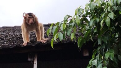Anak beruk yang meresahkan