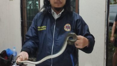 Teror Ular Piton Warnai Pergantian Tahun di Palangka Raya