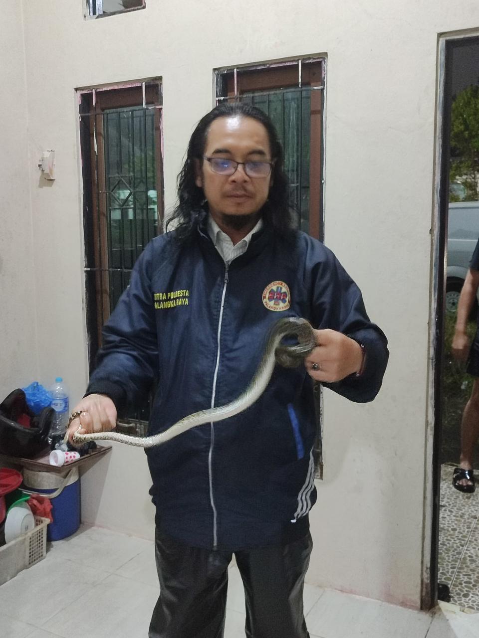 Teror Ular Piton Warnai Pergantian Tahun di Palangka Raya