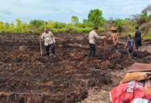 Personel Polsek Pahandut ketika mempersiapkan lahan untuk program jagung ketahanan pangan