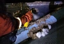 Sarang Vespa Berukuran 60x70 Cm di Murjani Dievakuasi