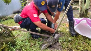 Tim Damkar Palangka Raya ketika melakukan evakuasi biawak yang memasuki pekarangan rumah warga.