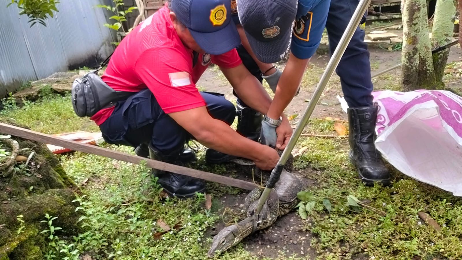 Tim Damkar Palangka Raya ketika melakukan evakuasi biawak yang memasuki pekarangan rumah warga.