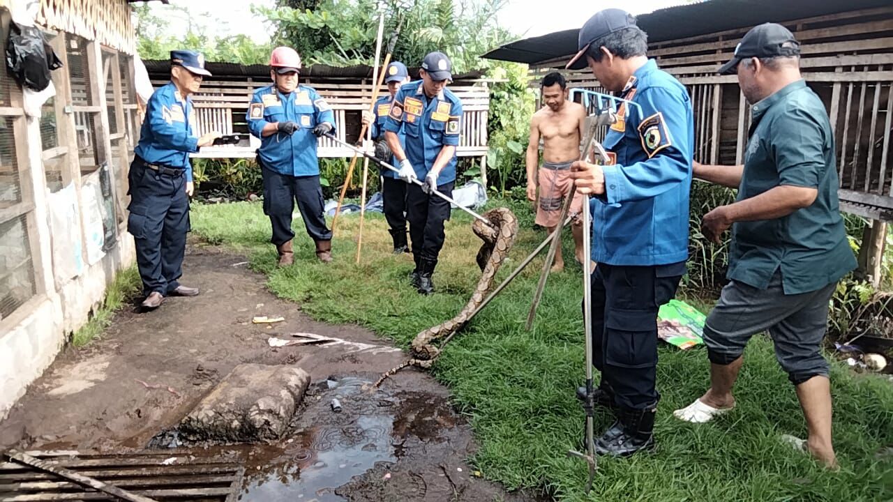 Ular piton berukuran 4 meter berhasil dievakuasi oleh Tim Damkar Palangka Raya