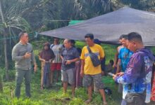 Situasi di lokasi lahan perkebunan kelapa sawit yang tengah bersengketa di Kab. Kotim di duduki ratusan warga Gapoktan dan Kuasa Hukum, Suriansyah Halim, SH., SE., MH., CLA