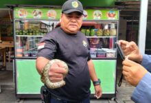 Tim damkar berhasil mengevakuasi seekor ular piton dari warung warga di Jalan Diponegoro