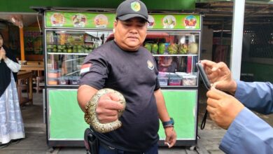 Tim damkar berhasil mengevakuasi seekor ular piton dari warung warga di Jalan Diponegoro