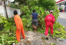 Petugas ketika melakukan penanganan pohon tumbang