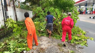 Petugas ketika melakukan penanganan pohon tumbang