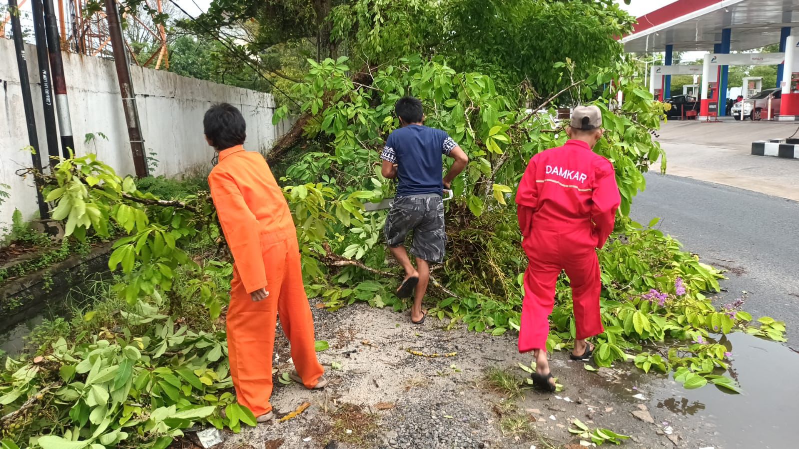 Petugas ketika melakukan penanganan pohon tumbang