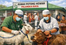 Distanketpang Palangka Raya Siapkan Layanan RPH untuk Kurban Aman dan Higienis